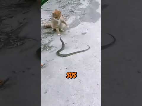Tu gato y la serpiente: ¿Quién ganará en esta legendaria batalla? 💥🐱🐍
