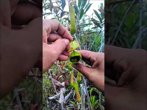 Rescuing a trapped little bird.