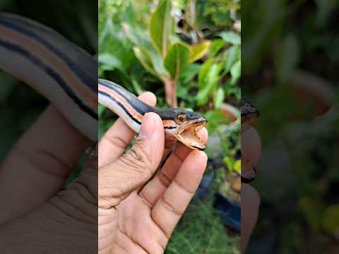bikin patung channa toman part 2 #channa #toman #fish #ikan