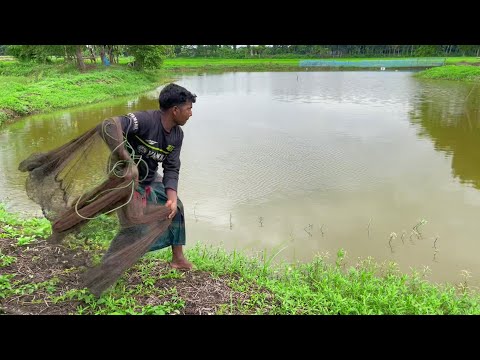 Amazing Village Catching Fish By Cast Net in Pond | Fishing Video