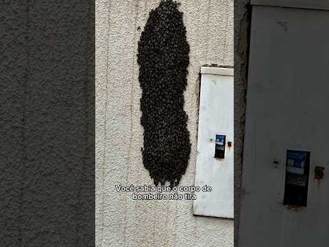 Na minha cidade bombeiro não retira as abelhas. E na sua? Tive que contratar um apicultor. #abelha