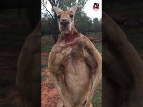 ¿POR QUÉ SON LOS CANGUROS TAN MUSCULOSOS? #viral #video #canguro