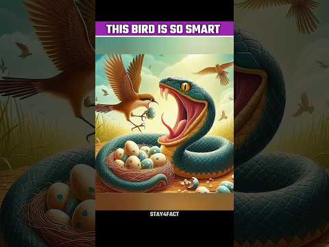This Bird's Smartness Is On Next Level 😱