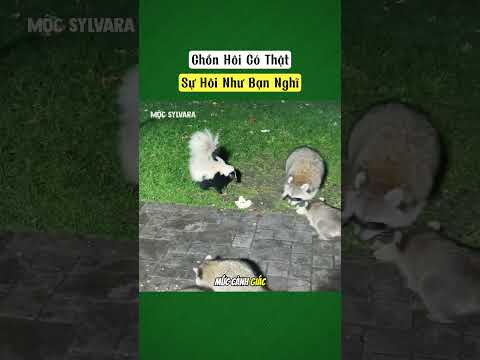 Chồn hôi có thật sự hôi như bạn nghĩ