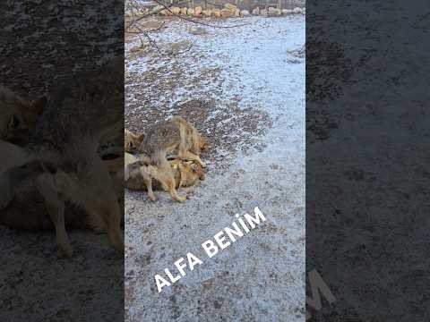ALFA BENİM #sivas#bushcraft#survival#outdoors#kurt#wolf#czechoslovakiwolfdog#anatolia