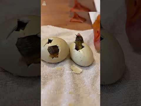 😱 வாய் திறக்க முடியாத கூஸ் 💥❌⁉️🔥 #animals #kuttistory