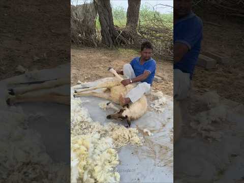 थार का ग्रामीण जीवन 🥰 #thar #animals #life #youtubeshorts #shorts #funny #home #house #work #culture