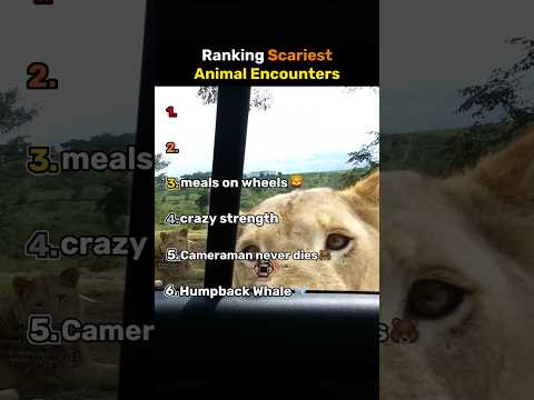 Ranking Scariest Animal Encounters