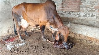 wonderful Gir Gujarati cow delivery time coming Mel cup my dairy farm