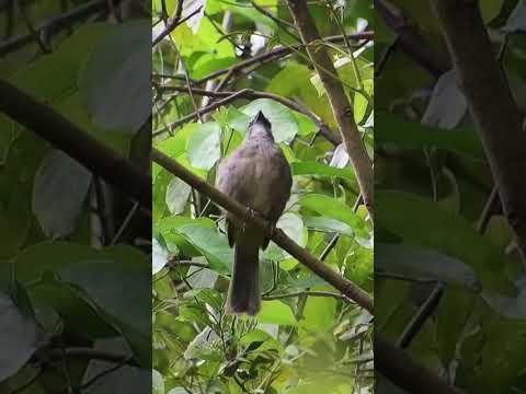 Trinca ferro virador cantando na natureza !!!