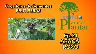 Caçadores de Sementes FRUTÍFERAS- Ep. 21. ARAÇÁ ROXO - Psidium mirtoides
