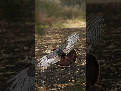 The MOST EFFECTIVE turkey hunting broadhead #BEEREAL #shorts
