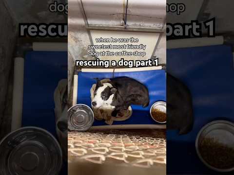 rescuing a dog part 1 #rescuedog