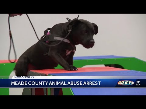 YouTube video thumbnail: Dog Rescued in Animal Abuse Case in Kentucky now up for Adoption