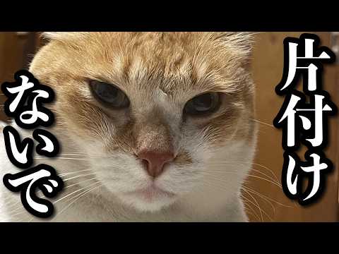 大好きなこたつを片付けられた猫の圧がすごすぎる｜町をパトロールする猫