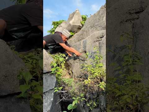 catching big birds on the rocks #wildlife #nest #nature #shorts #trending #owl #birds #animals