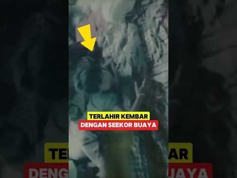 WIRA DAN WIRDA SI KEMABAR BUAYA‼️#wirakembarbuaya #respectcode