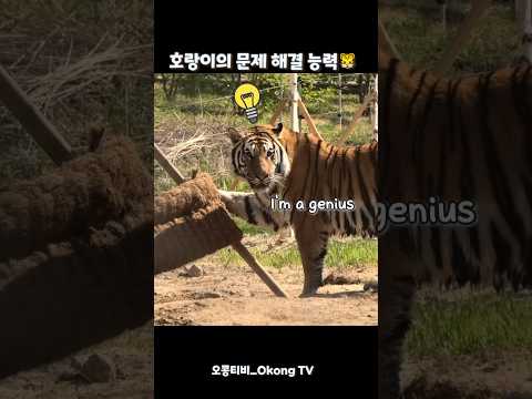 호랑이 힘+지능 수준 보소!? #tiger #animals