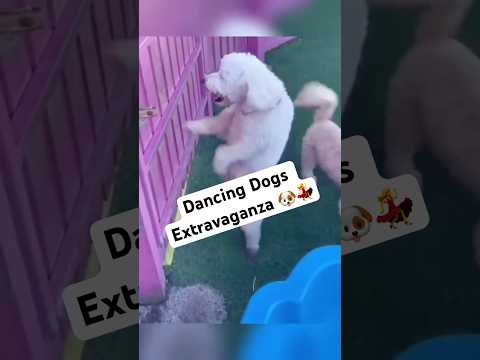 Dancing Dogs Extravaganza 🐶 @TheJessiiShow  #TheManniiShow.com/series
