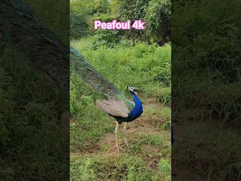peafoul peacock saund peacock 🦚🦚🦚🦚 #peacock #birds #wildlifeentertainment