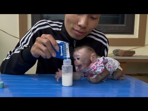 Pily monkey is excited when his father gives him milk to drink