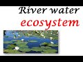 River Ecosystem Dynamics and Microorganisms