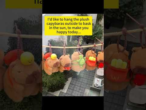 Hang the plush capybaras outside to bask in the sun...  #cute #capybara #plushtoys