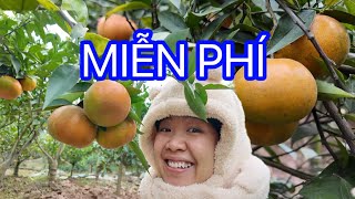 Đám giỗ miền Bắc, Vườn cam , táo, bưởi, Đêm Giáng Sính.