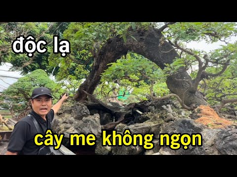 Độc lạ cây me không ngọn trên hè phố Sài Gòn giá tiền tỷ