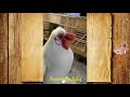 Download Video 17 Jenis Ayam Hias Populer Indonesia 02 Download Video 17 Jenis Ayam Hias Populer Indonesia 02