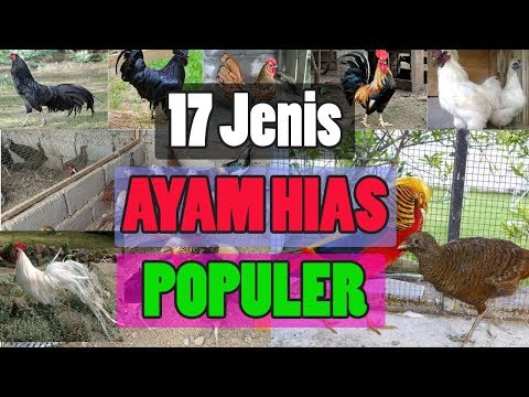 Download Video 17 Jenis Ayam Hias Populer Indonesia Download Video 17 Jenis Ayam Hias Populer Indonesia