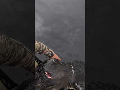 GATORS WILL EAT YOU! #newsflash #alligatorhunting #gator #crocodile #florida #whywehunt #hunt #diy