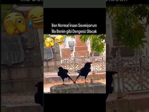 Normal insan Sevmiyorum 🙃 #karga #shorts #trending #whatsappstatus #keşfet #fyp #ff #funny #komik