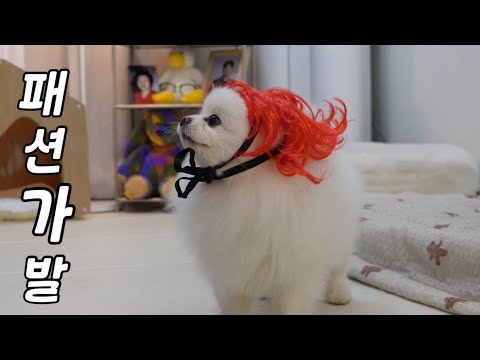 가발을꺼내면 얼굴을 갖다대는 특이한강아지 ㅋㅋ