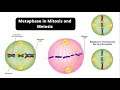 Metaphase and Chromosome Dynamics