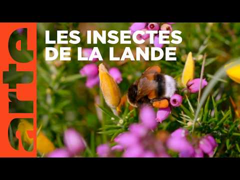 La lande | Associations de bienfaiteurs | ARTE Family
