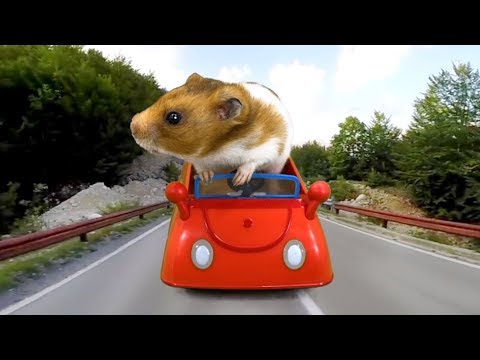 Hamster juega en el  parque |  Cuy Cuy | Le gusta manejar carro | LUNA MIA MASCOTAS