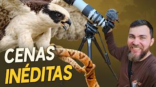 Filmei o ACAUÃ caçando JARARACAS!