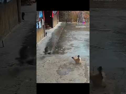 Mother Hen Saves Her Chick From Hawk ๐ฅ #shorts #short #chicken #chick #protect
