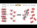 Exploring the Photosynthesis Reaction