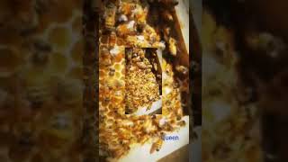 nast @queen of bees