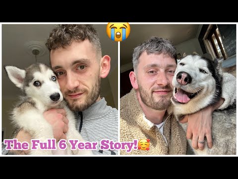 The Full 6 Year Story Of Lola The Husky Becoming Part Of Her Family! & Becoming A Mama!🥹💖.