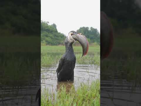 Unbelievable! Bird Swallows a Snakehead