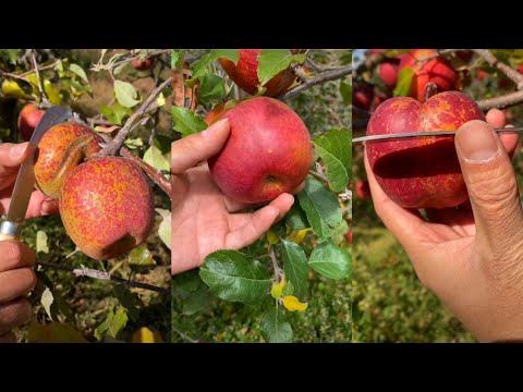 Amazing farm fresh ninja apple cutting skills