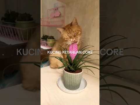 Kelakuan Kucing Kalo Ketahuan,Lucu Banget 🤣😆#shorts #kucing #ngakak #videolucu #cat