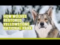 Yellowstone Ecosystem and Wolf Reintroduction