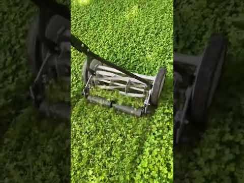 Mowing our Clover Lawn! #shorts #clover #cloverlawn