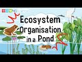 Ecosystem Interactions and Levels