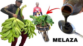 CRECERÁ MIL VECES MÁS RÁPIDO CON EL MEJOR FERTILIZANTE PARA El PLÁTANO
