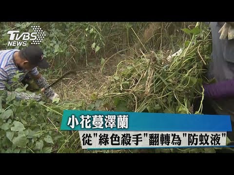 小花蔓澤蘭　從＂綠色殺手＂翻轉為＂防蚊液(3分45秒)